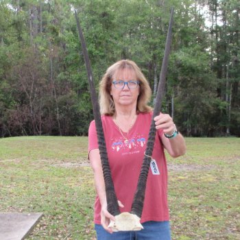 Gemsbok Skull Plate with 37 inch horns for sale $80