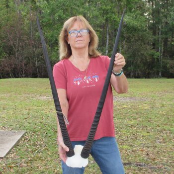 Gemsbok Skull Plate with 36-1/2 inch horns for sale $80