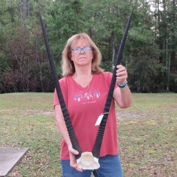 Gemsbok Skull Plate with 36-1/2 inch horns for sale $80