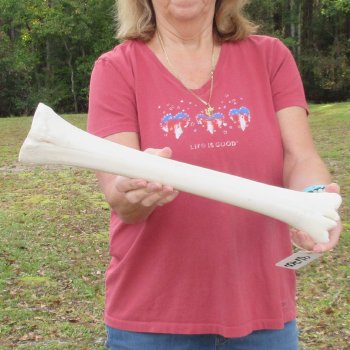 19 inch giraffe metacarpal leg bone