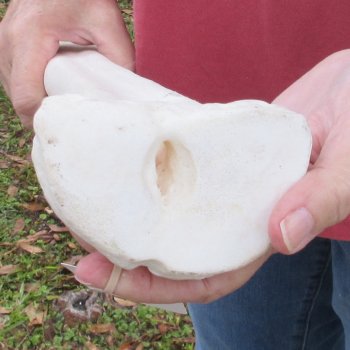 19 inch giraffe metacarpal leg bone