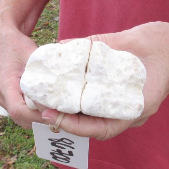 19 inch giraffe metacarpal leg bone