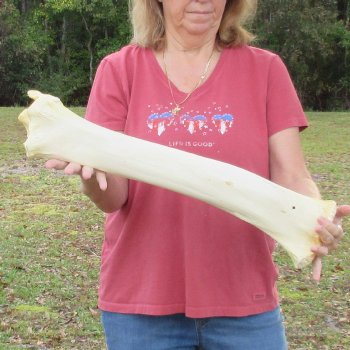 24" Giraffe Tibia Leg Bone