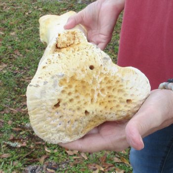 24" Giraffe Tibia Leg Bone