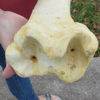 24" Giraffe Tibia Leg Bone