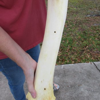 24" Giraffe Tibia Leg Bone