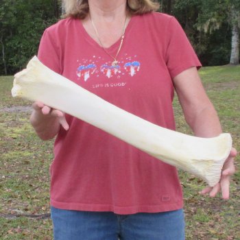 22" Giraffe Tibia Leg Bone 