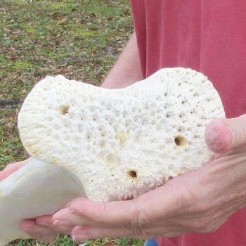 22" Giraffe Tibia Leg Bone 