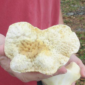 22" Giraffe Tibia Leg Bone 