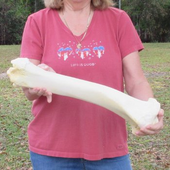21" Giraffe Tibia Leg Bone