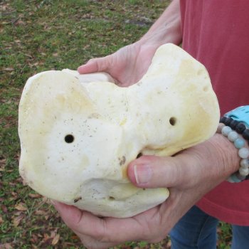 21" Giraffe Tibia Leg Bone