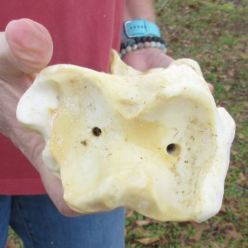 21" Giraffe Tibia Leg Bone