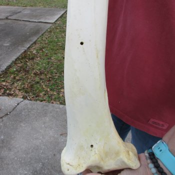 21" Giraffe Tibia Leg Bone