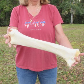 21" Giraffe Tibia Leg Bone