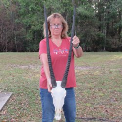B-Grade African Gemsbok Skull with 34 inch horns - $145