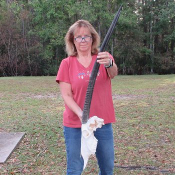 B-Grade African Gemsbok Skull with 34 inch horns - $145