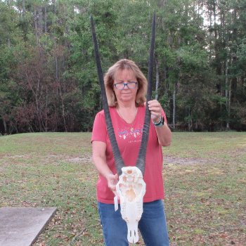 B-Grade African Gemsbok Skull with 34 inch horns - $145