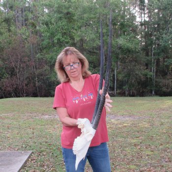 B-Grade African Gemsbok Skull with 34 inch horns - $145