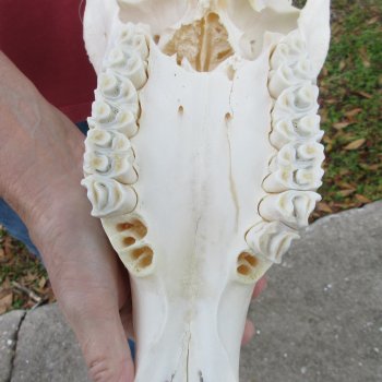 B-Grade African Gemsbok Skull with 34 inch horns - $145