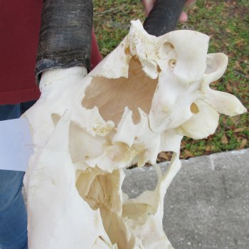 B-Grade African Gemsbok Skull with 34 inch horns - $145