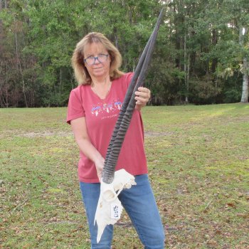 Slight B-Grade African Gemsbok Skull with 33 & 34 inch horns - $145