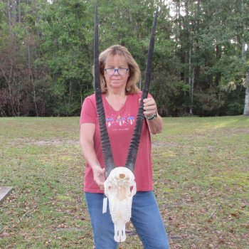 Slight B-Grade African Gemsbok Skull with 33 & 34 inch horns - $145