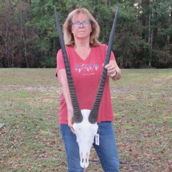 B-Grade African Gemsbok Skull with 32 inch horns - $145