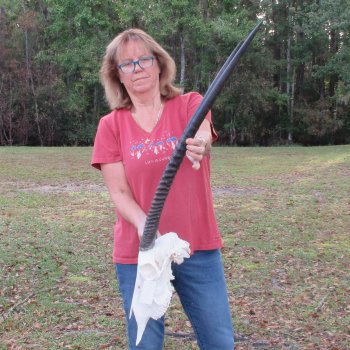 B-Grade African Gemsbok Skull with 32 inch horns - $145