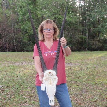 B-Grade African Gemsbok Skull with 32 inch horns - $145