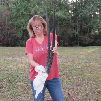 B-Grade African Gemsbok Skull with 32 inch horns - $145
