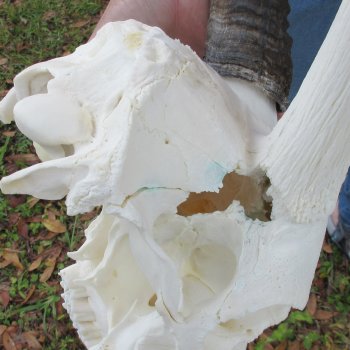 Slight B-Grade African Gemsbok Skull with 33 & 34 inch horns - $145