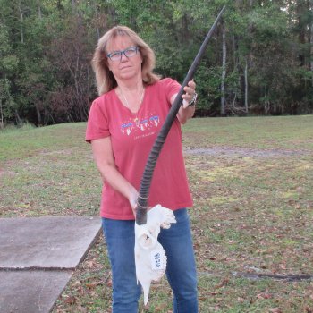 Slight B-Grade African Gemsbok Skull with 35 inch horns - $145