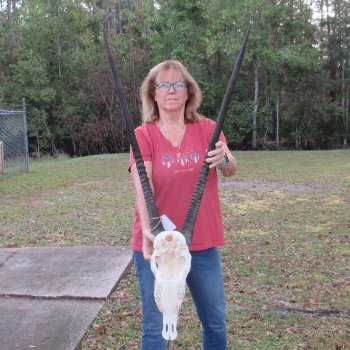 Slight B-Grade African Gemsbok Skull with 35 inch horns - $145
