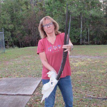 Slight B-Grade African Gemsbok Skull with 35 inch horns - $145