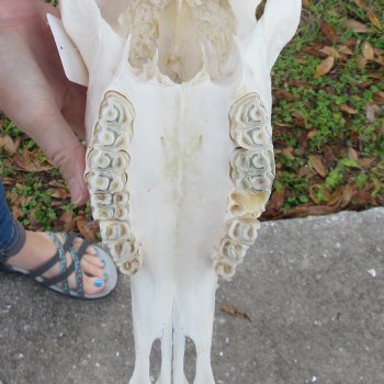 Slight B-Grade African Gemsbok Skull with 35 inch horns - $145