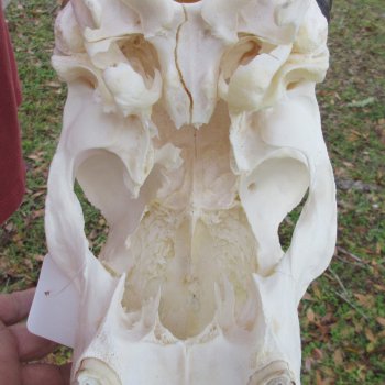Slight B-Grade African Gemsbok Skull with 35 inch horns - $145
