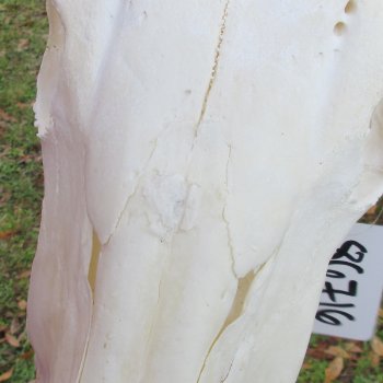 Slight B-Grade African Gemsbok Skull with 35 inch horns - $145