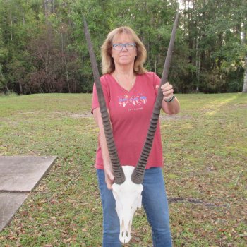 B-Grade African Gemsbok Skull with 35 inch horns - $145