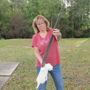 B-Grade African Gemsbok Skull with 35 inch horns - $145
