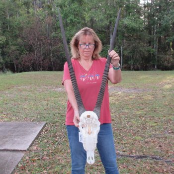 B-Grade African Gemsbok Skull with 35 inch horns - $145