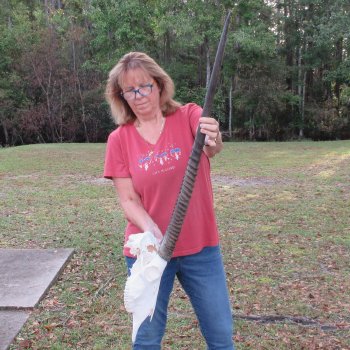 B-Grade African Gemsbok Skull with 35 inch horns - $145