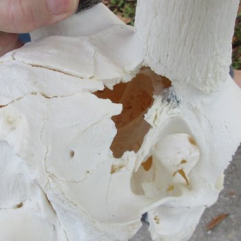 B-Grade African Gemsbok Skull with 35 inch horns - $145