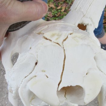 B-Grade African Gemsbok Skull with 35 inch horns - $145