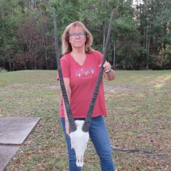 Slight B-Grade African Gemsbok Skull with 39 inch horns - $145