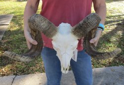 African Merino Ram/...