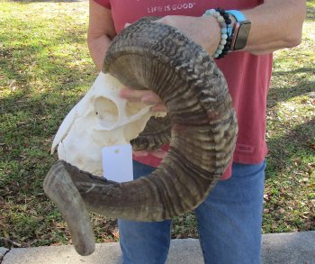 African Merino Ram/Sheep Skull with 32 inch Horns for sale - $190