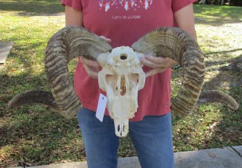 African Merino Ram/Sheep Skull with 32 inch Horns for sale - $190