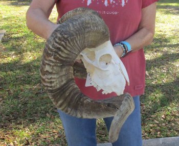 African Merino Ram/Sheep Skull with 32 inch Horns for sale - $190