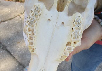 African Merino Ram/Sheep Skull with 32 inch Horns for sale - $190