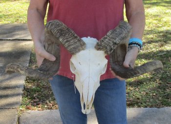 African Merino Ram/Sheep Skull with 31-1/2 inch Horns for sale - $190